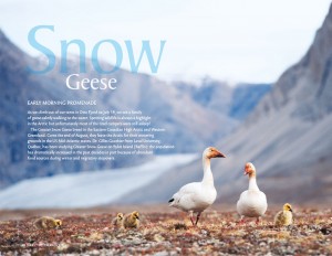 Snow_Geese